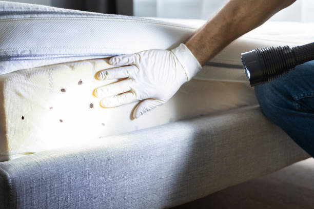 Professional Pest Control in Grove, OK