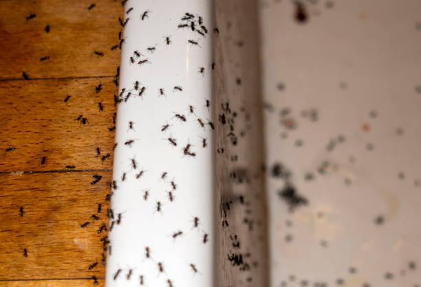Best Mosquito Control Services  in Grove, OK